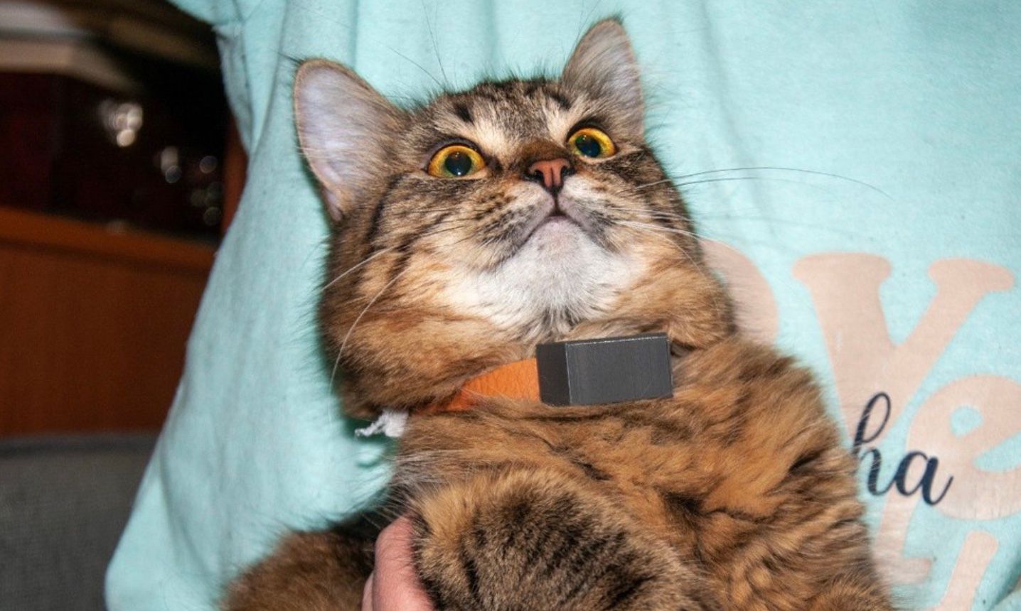 Кіт у розумному нашийнику Кіт у розумному нашийнику