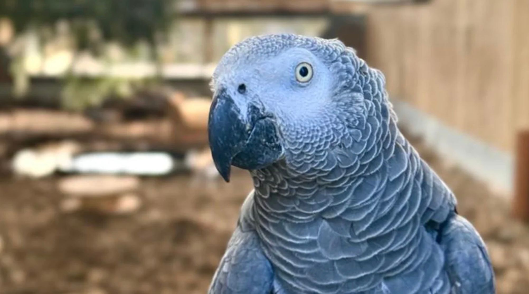 В зоопарке Британии пытаются отучить попугаев материться