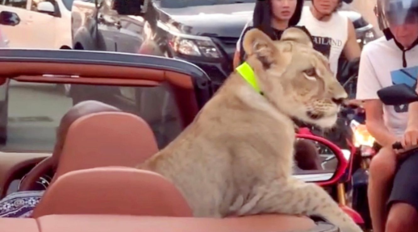 Львенок в кабриолете Bentley шокировал жителей курортного городка Львенок в кабриолете Bentley шокировал жителей курортного городка