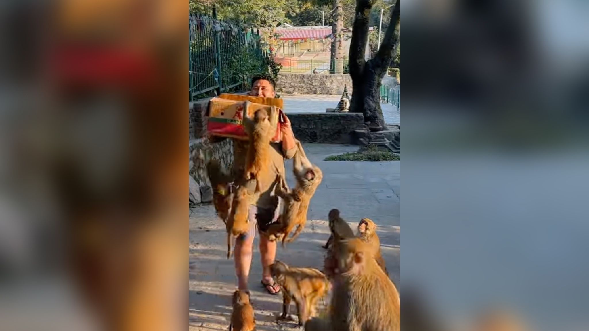 Стая голодных обезьян атаковала мужчину с коробкой бананов Стая голодных обезьян атаковала мужчину с коробкой бананов