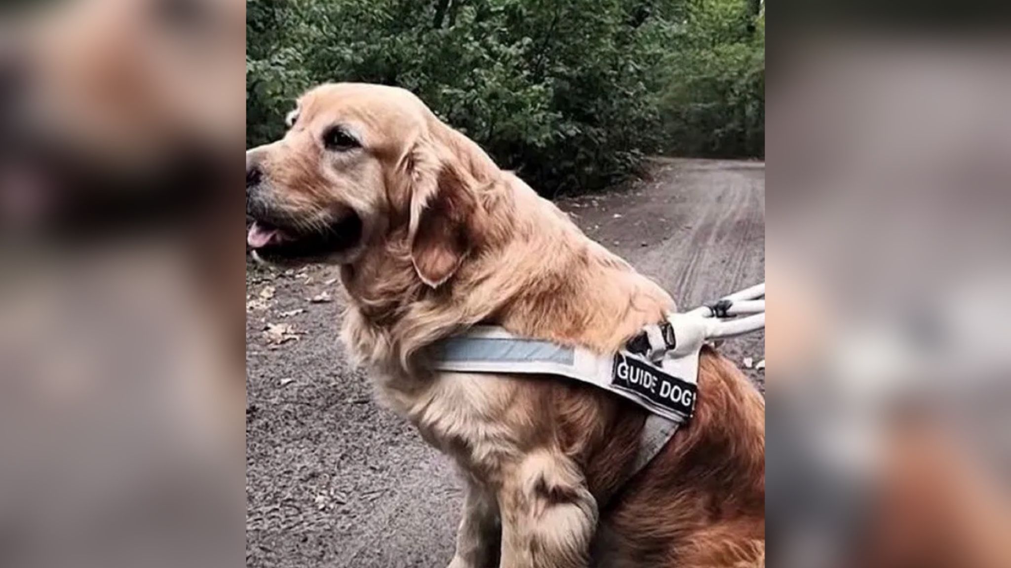 Собака-поводырь, которая пропала 2 года назад, нашлась