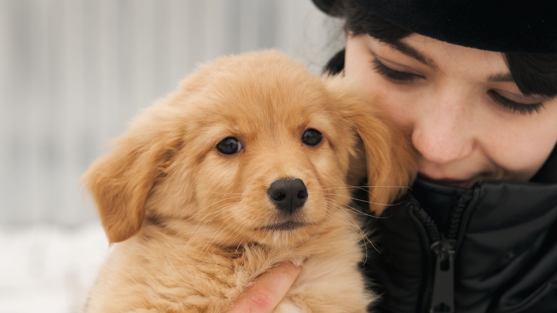Песик Бади из приюта "Сириус" Песик Бади из приюта "Сириус"