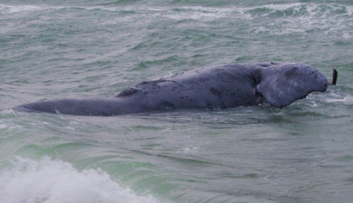 Одного з найрідкісніших китів на Землі виявили мертвим на пляжі