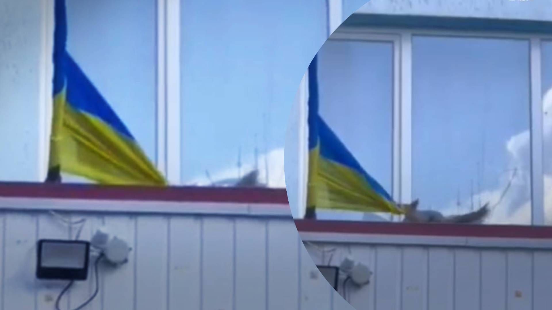 Білочка намагалася поцупити прапор України у Дніпрі: курйозне відео - Pets