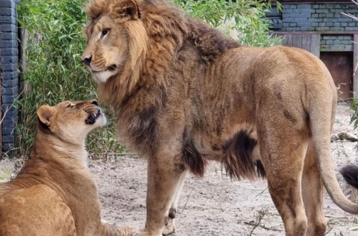 Врятована українська левиця знайшла пару в Нідерландах
