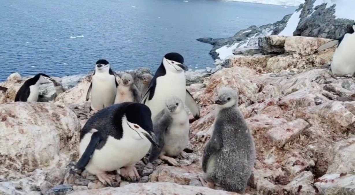 На станции "Вернадского" засветились чинстрапы и их малыши На станции "Вернадского" засветились чинстрапы и их малыши