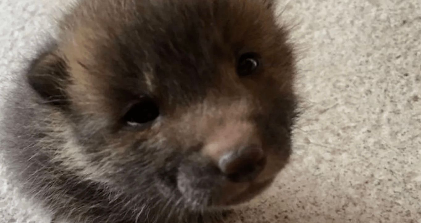 Мужчина приютил "щенка", который оказался другим животным Мужчина приютил "щенка", который оказался другим животным