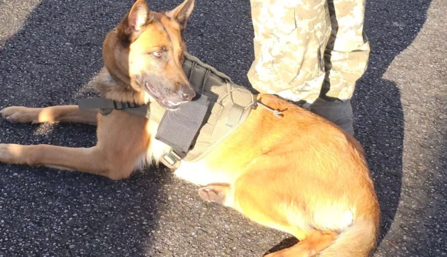 Собаки допомагають виявляти радіацію під час війни в Україні