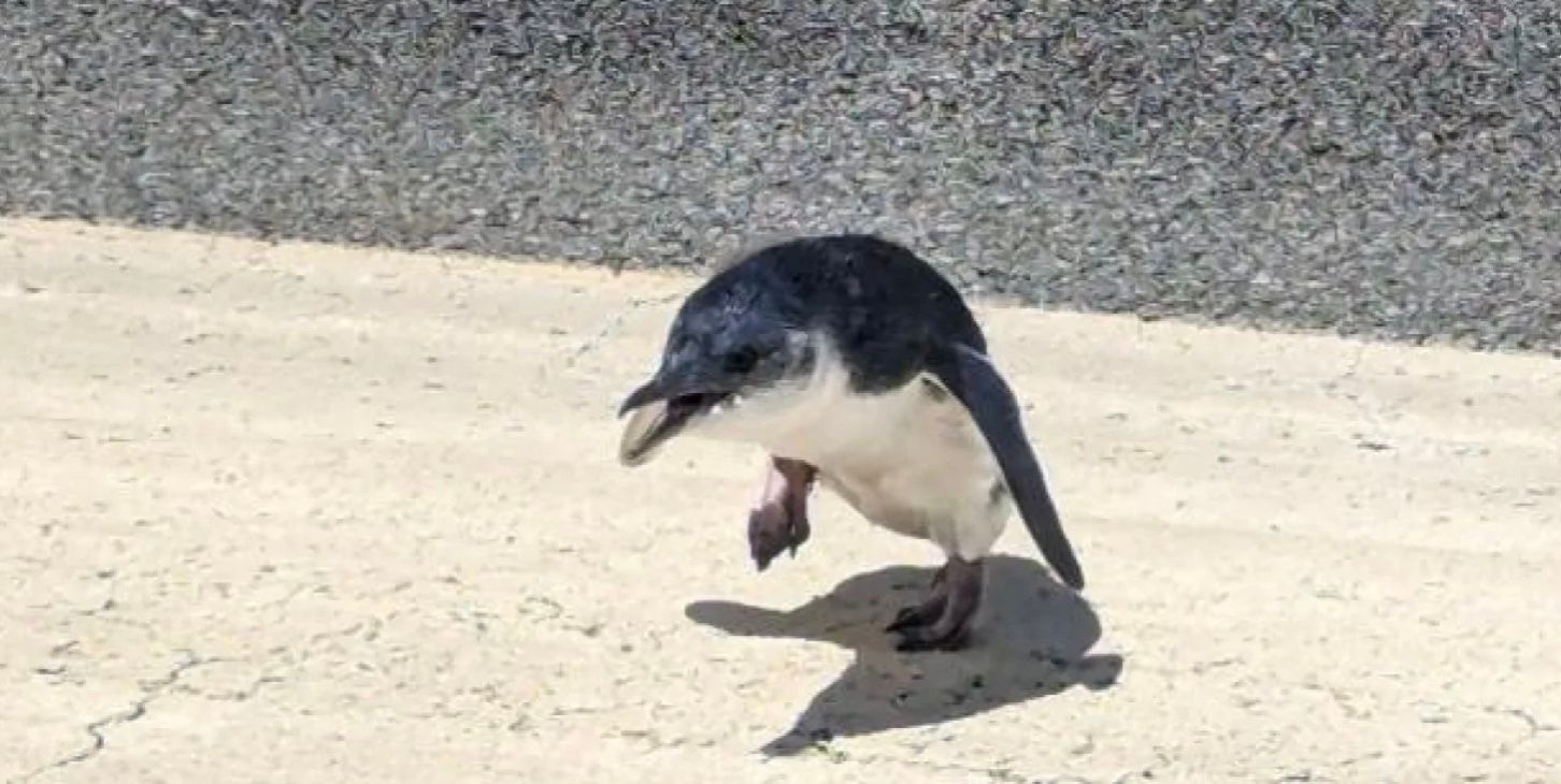 Пингвин на взлетно-посадочной полосе Международного аэропорта Веллингтона Пингвин на взлетно-посадочной полосе Международного аэропорта Веллингтона