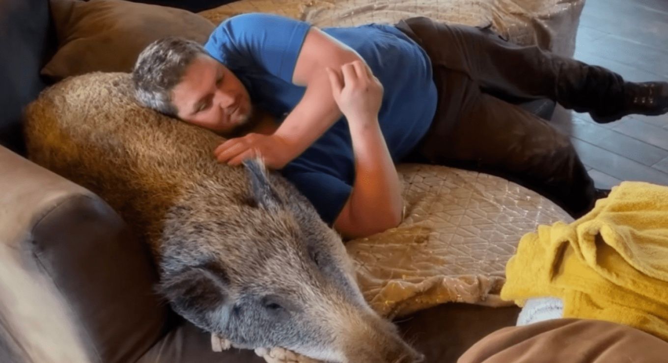 Полювальник пошкодував кабана і тепер той спить в ліжку Полювальник пошкодував кабана і тепер той спить в ліжку