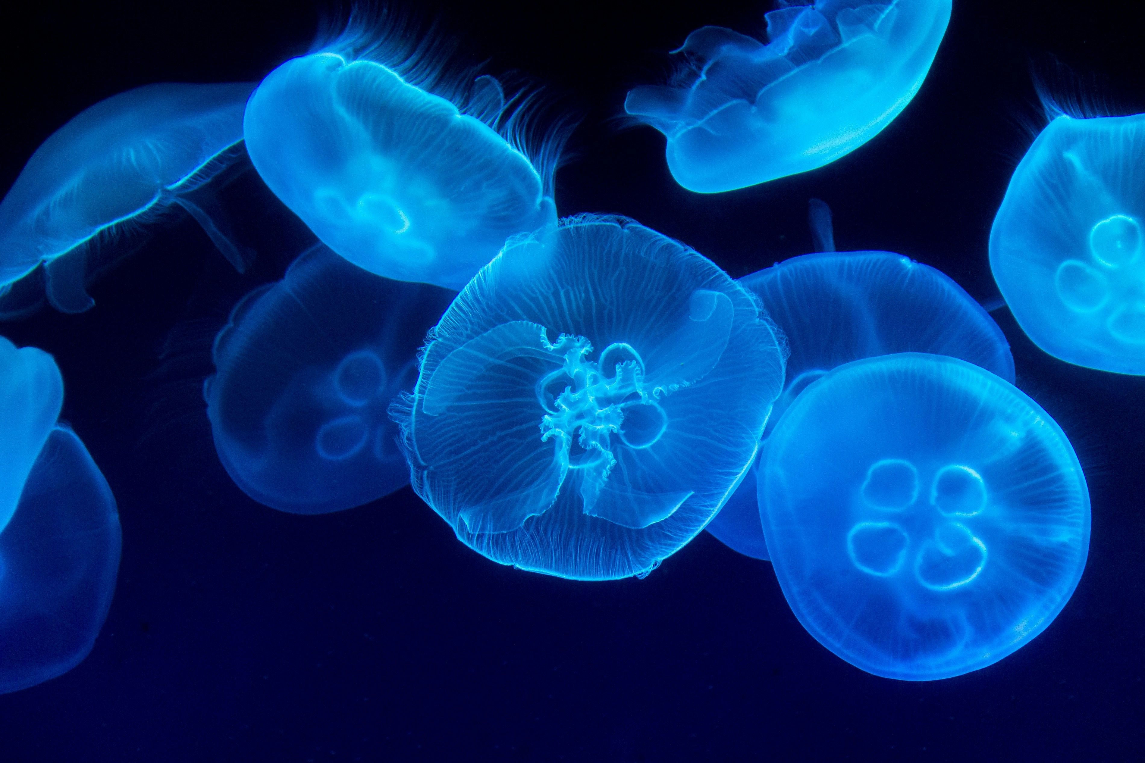 В океане найдена редкая медуза