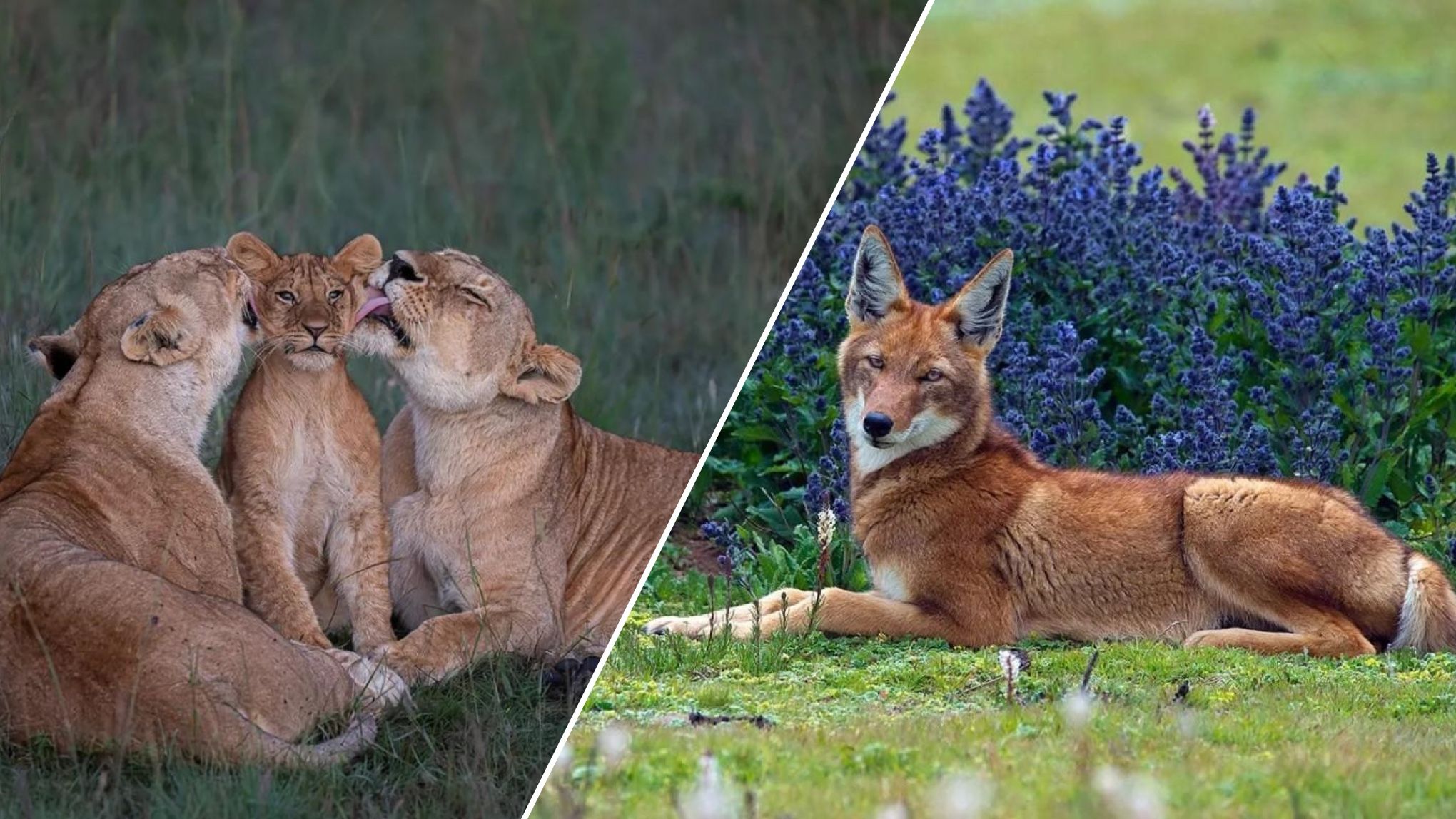 Лучшее фото дикой природы по мнению публики в 2023 году Лучшее фото дикой природы по мнению публики в 2023 году