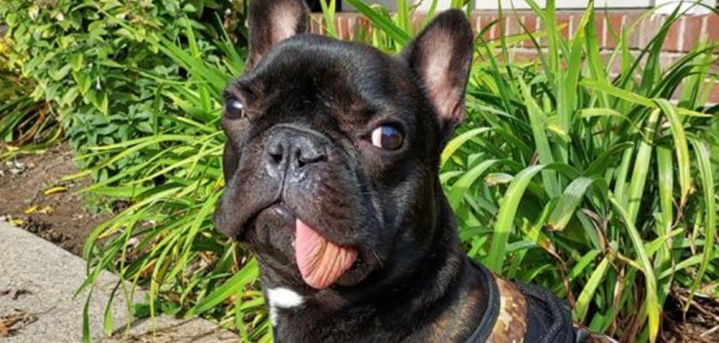 Цуценя французького бульдога на прізвисько Тайсон Цуценя французького бульдога на прізвисько Тайсон