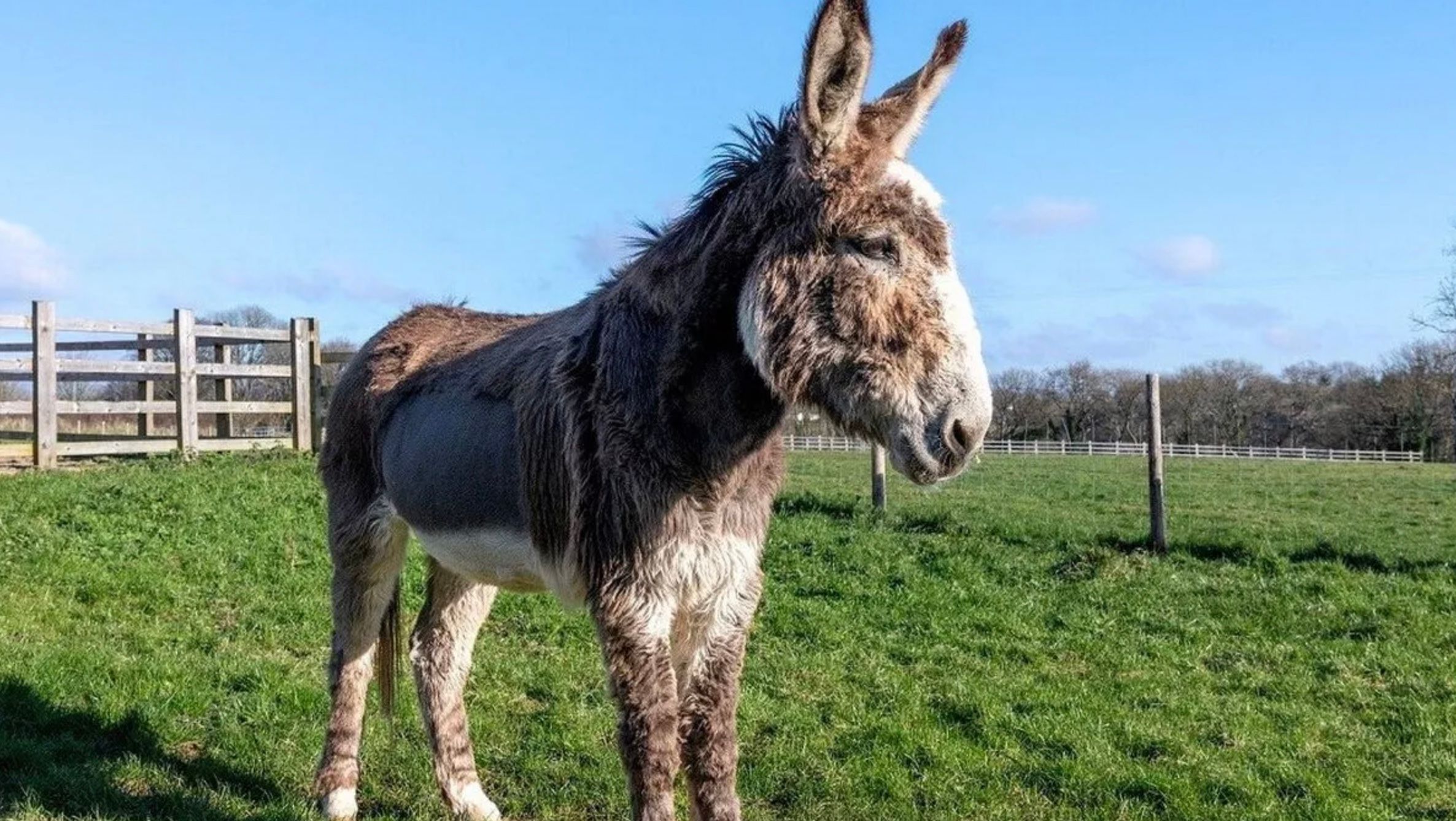Хворого віслюка врятували, напоївши 24 літрами "кока-коли" Хворого віслюка врятували, напоївши 24 літрами "кока-коли"