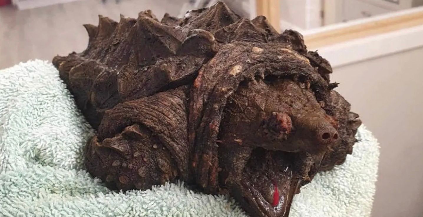 Тварина була схожа на доісторичну істоту Тварина була схожа на доісторичну істоту