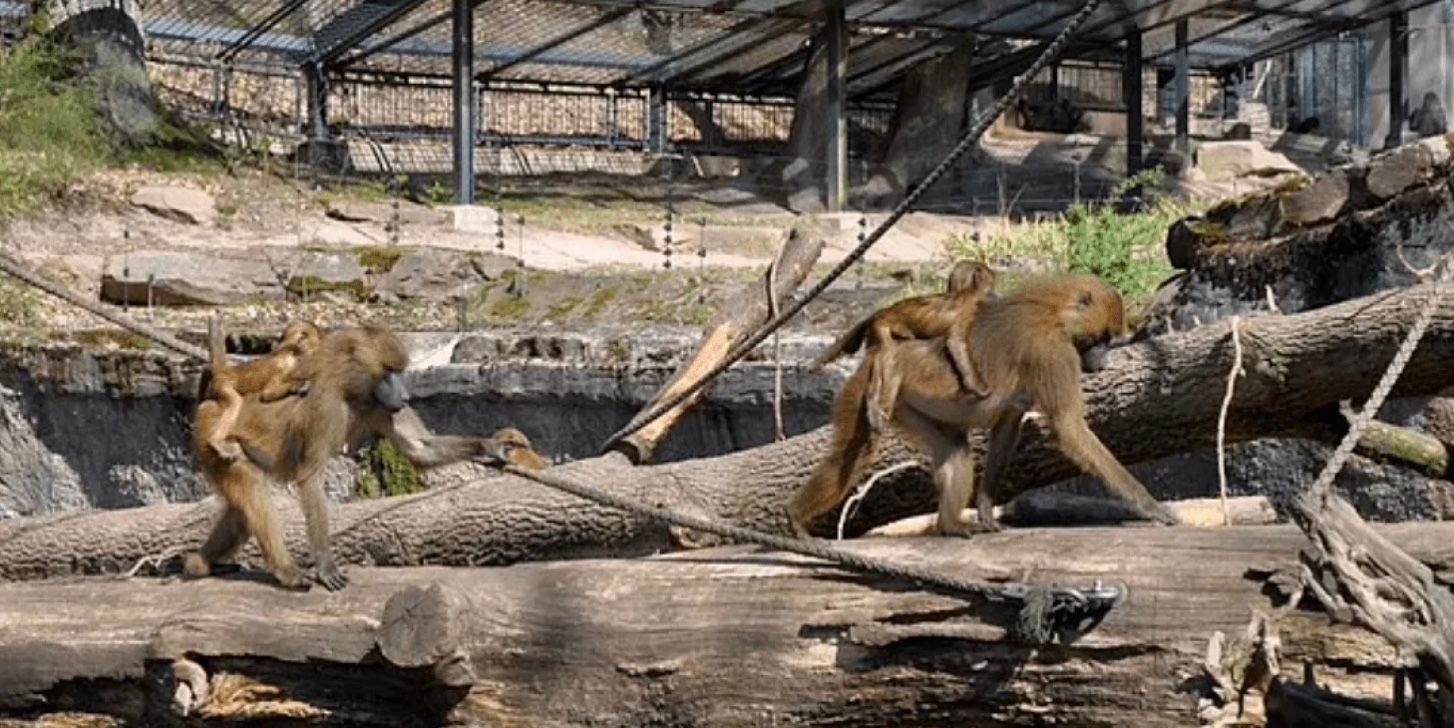 Зоопарк Нюрнберга принял решение убить часть приматов