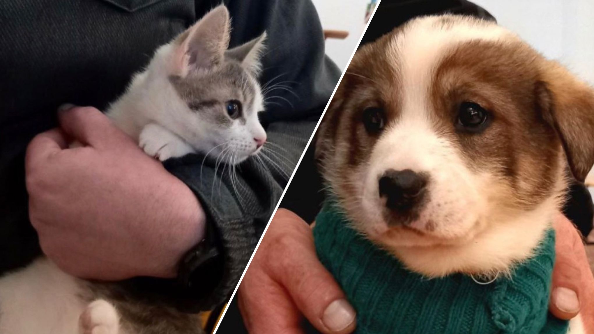 Больше полсотни животных забрали из временных приютов Больше полсотни животных забрали из временных приютов