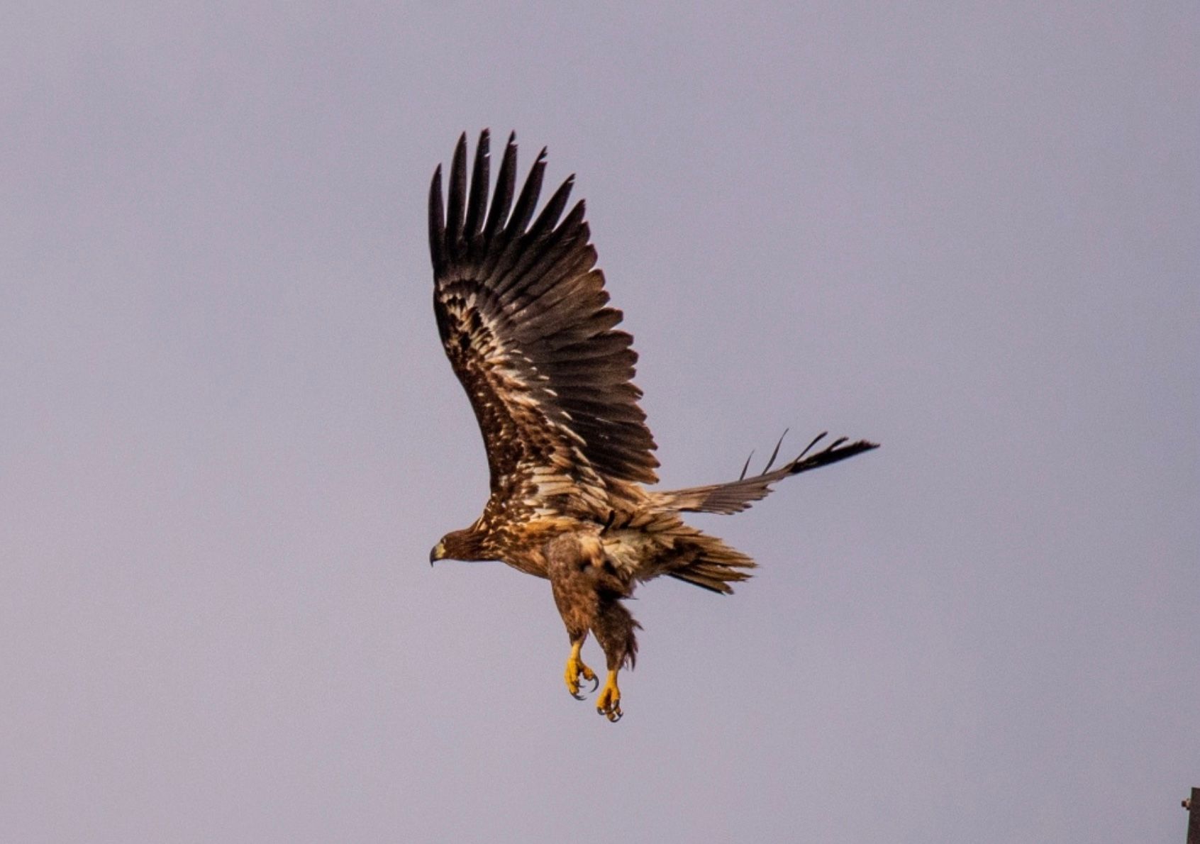 У Чорнобильському заповіднику показали орлана-білохвоста У Чорнобильському заповіднику показали орлана-білохвоста