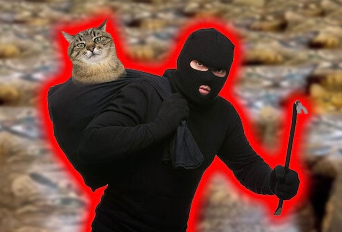 У соцмережах вважають, що кота-блогера Степана вкрали