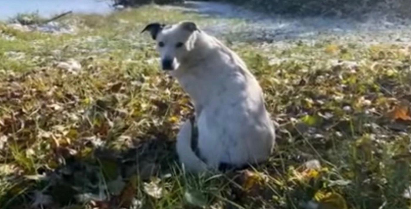 Собака по кличке Петчес некоторое время жила у друга семьи, откуда потом сбежала
