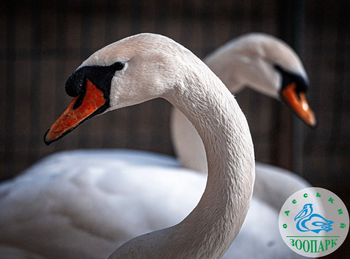 Пара лебедей в Одесском зоопарке тоже претендовала на звание пары года