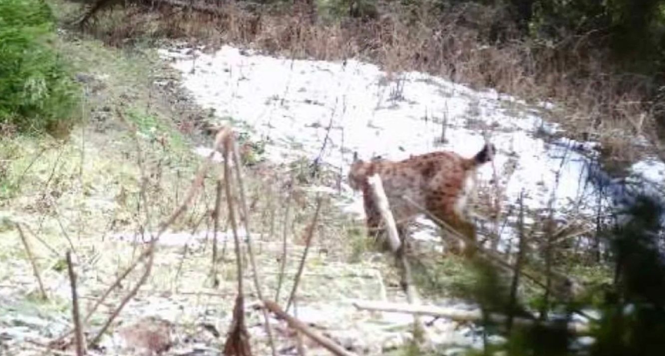 Рысь попала в фотоловушку ГПСУ Рысь попала в фотоловушку ГПСУ