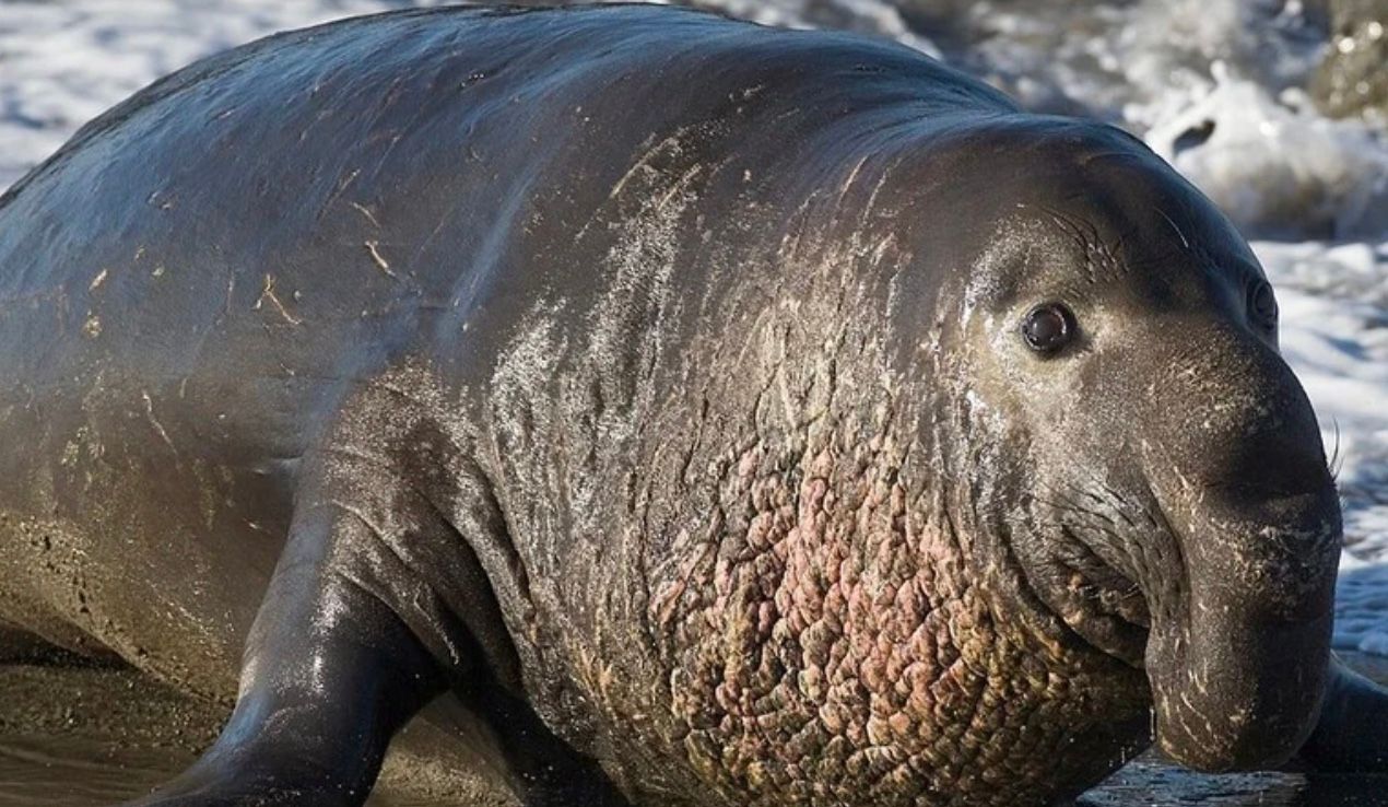 Морской слон спас детеныша, которого отнесло приливом от матери Морской слон спас детеныша, которого отнесло приливом от матери