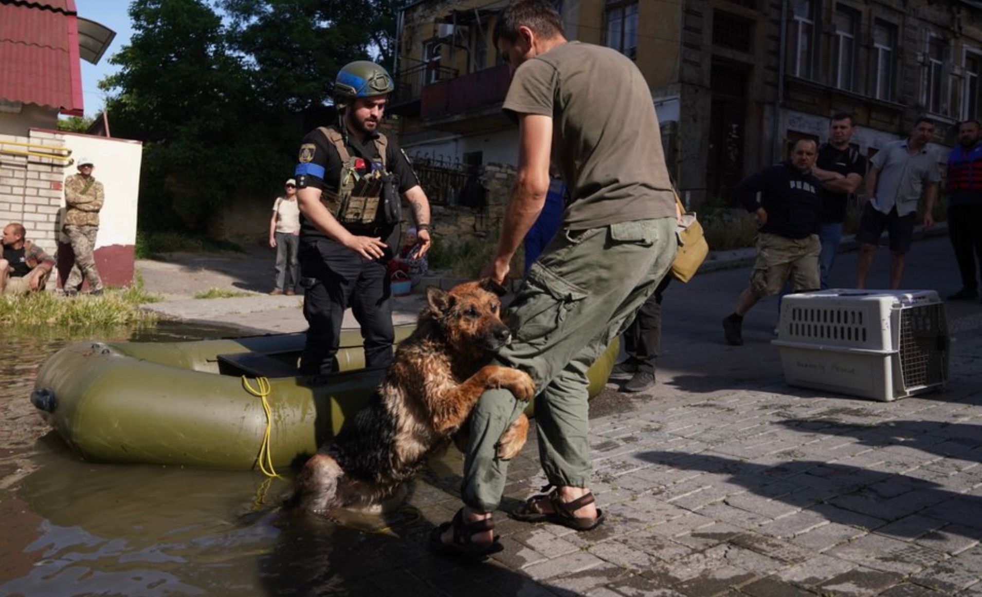 Багіра обіймає ногу волонтера, який врятував його від потоплення в Херсоні