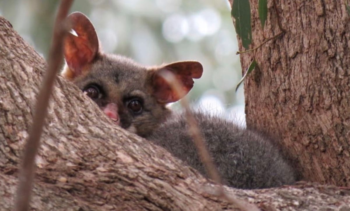 В Австралії помітили тварину, яка вважалася давно вимерлою