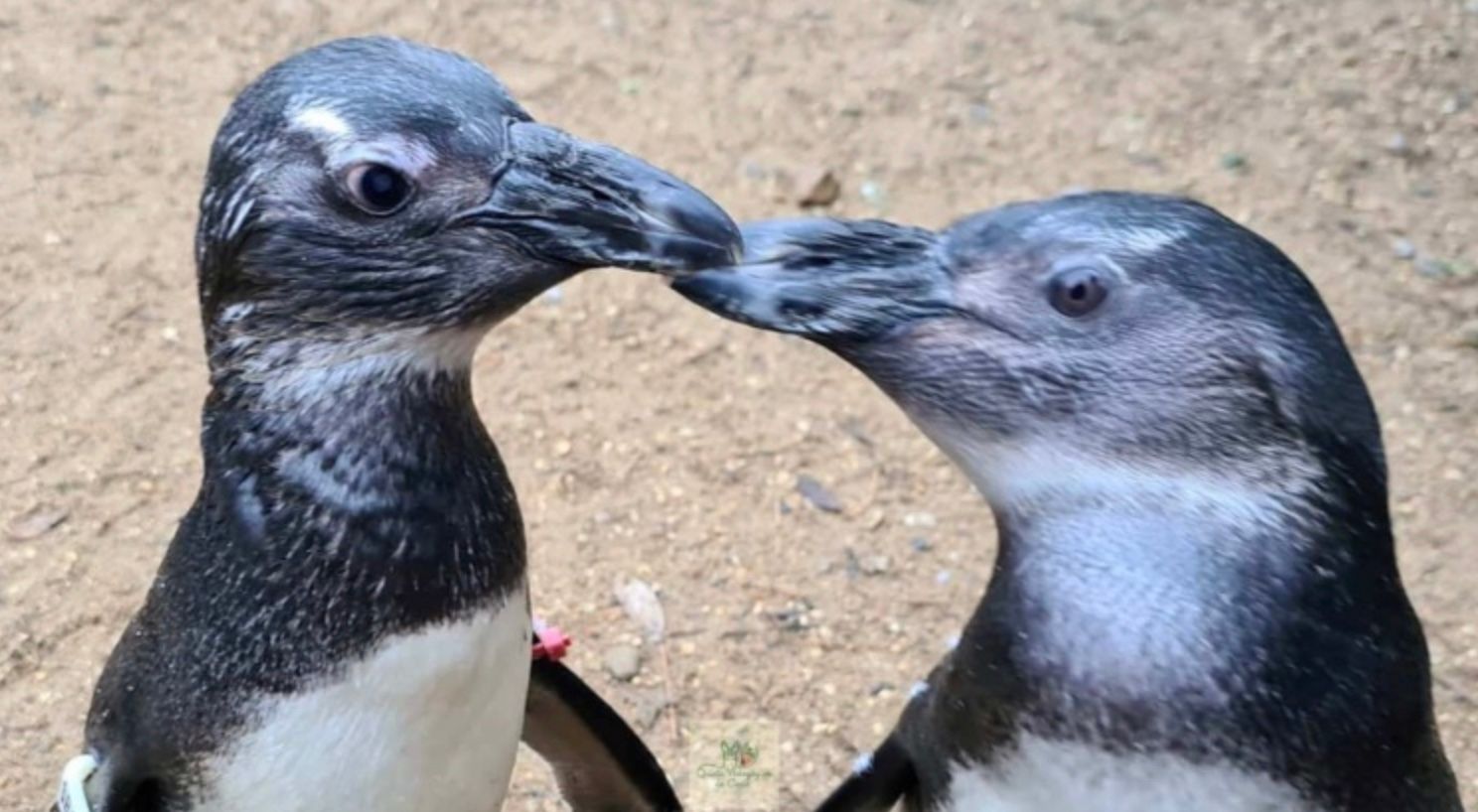 Сквид и ее поводырь по имени Пингвин идеально дополняют друг друга