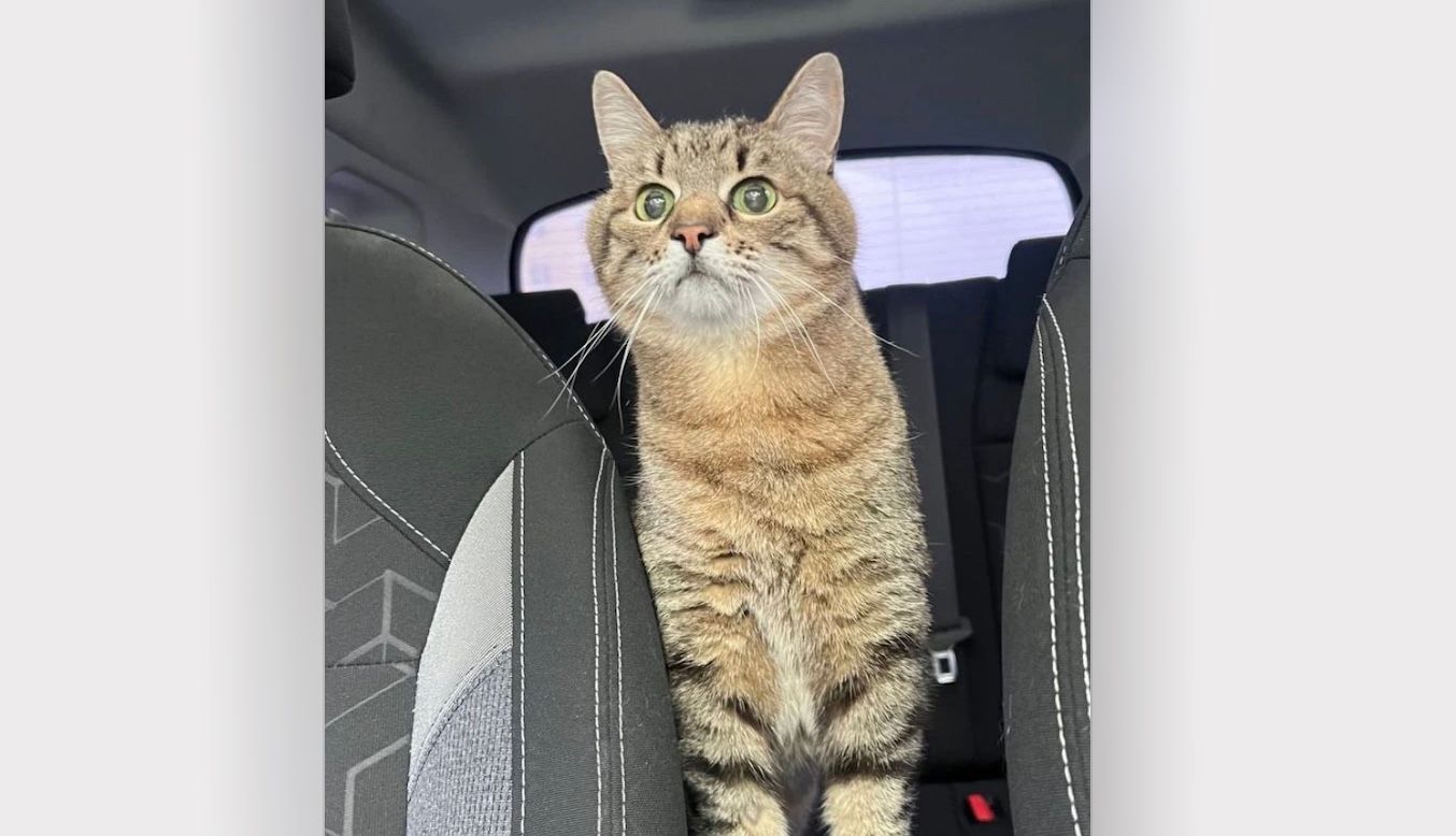 Кіт Степан виїхав з Харкова Кіт Степан виїхав з Харкова