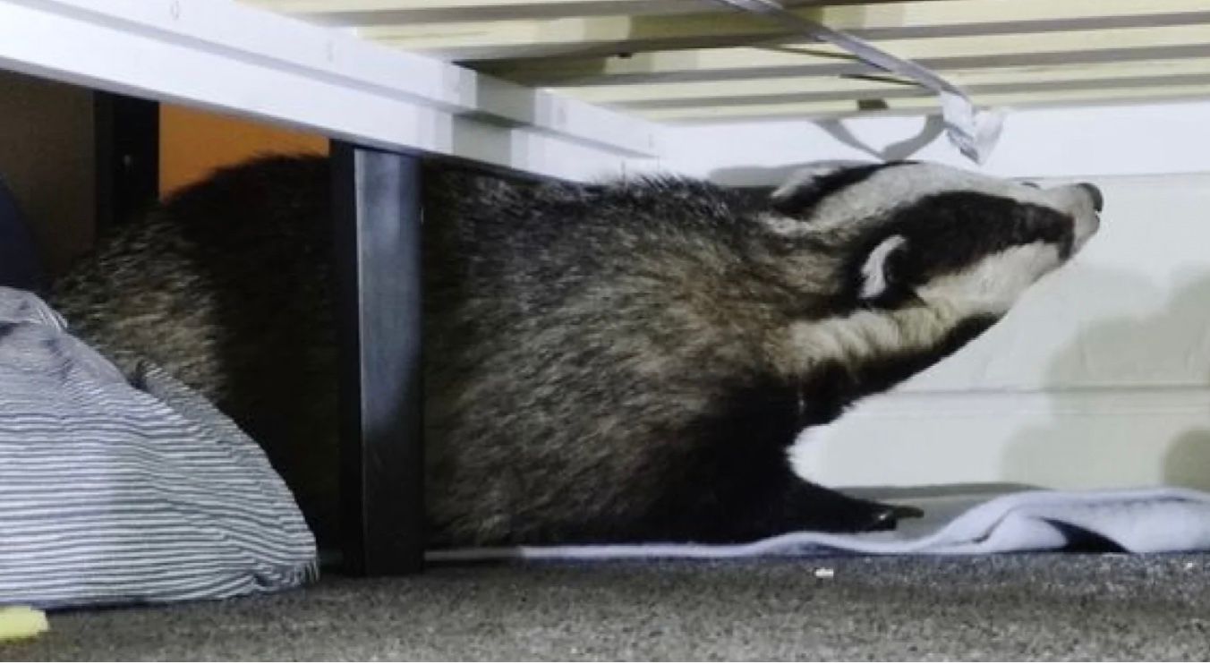 Барсук залез в дом британки Барсук залез в дом британки