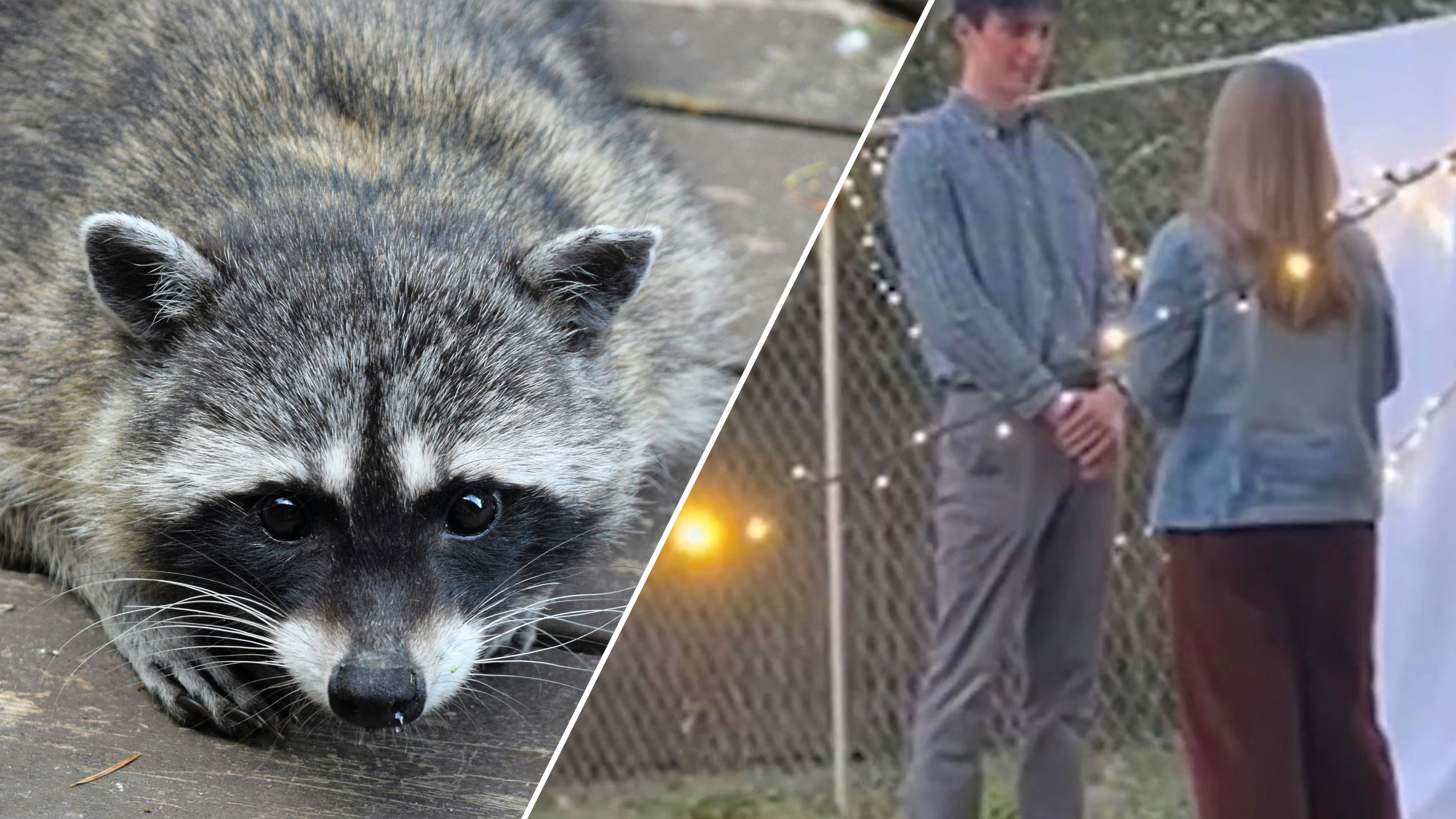 Подругу попросили снять предложение, а получили видео забавного енота Подругу попросили снять предложение, а получили видео забавного енота