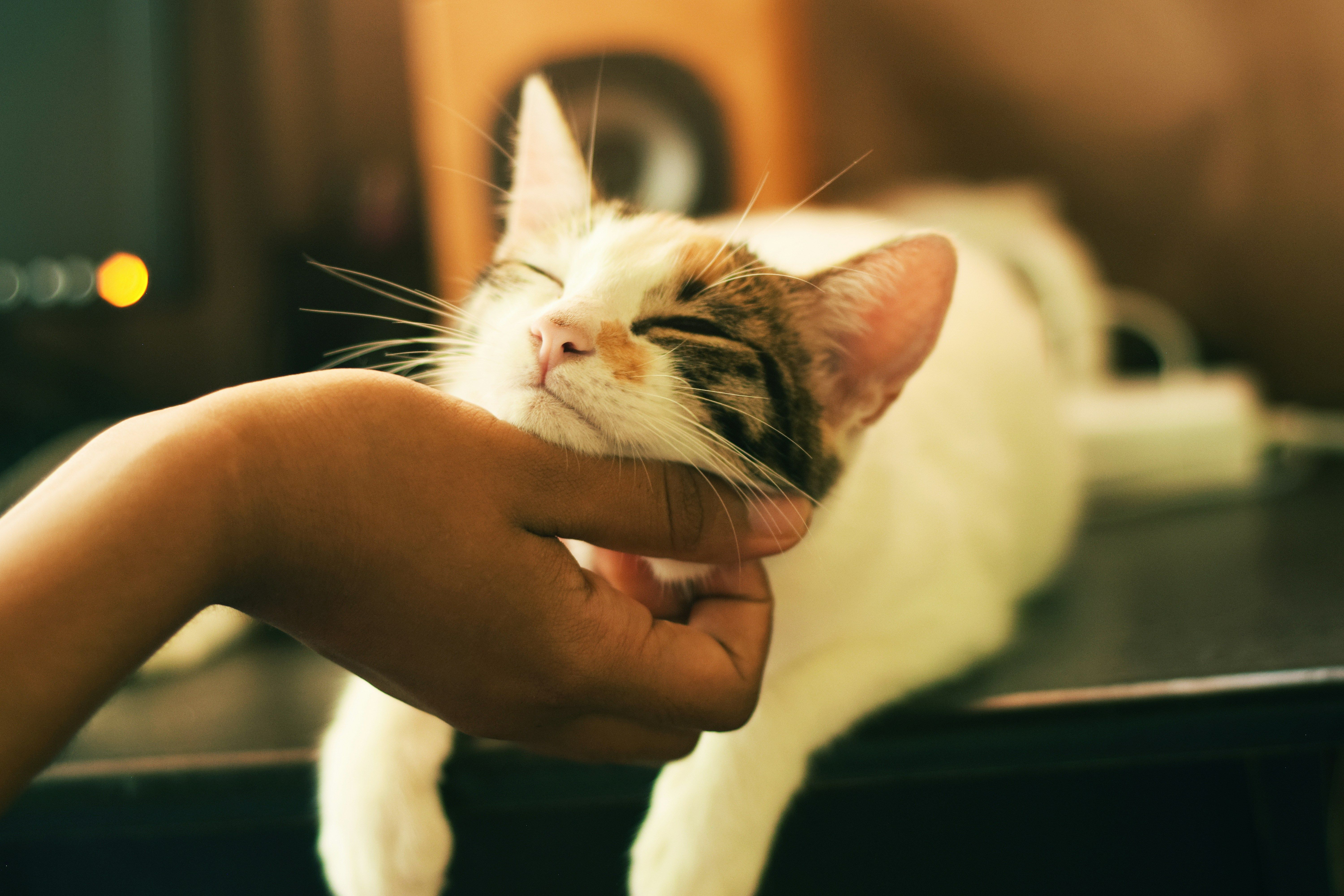 Чому насправді коти "вібрують", коли мурчать