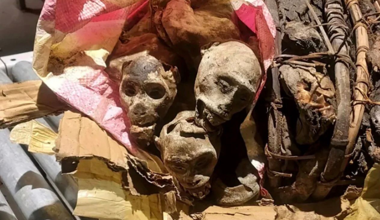 В аэропорту Бостона обнаружить четыре мумифицированные туши обезьян В аэропорту Бостона обнаружить четыре мумифицированные туши обезьян