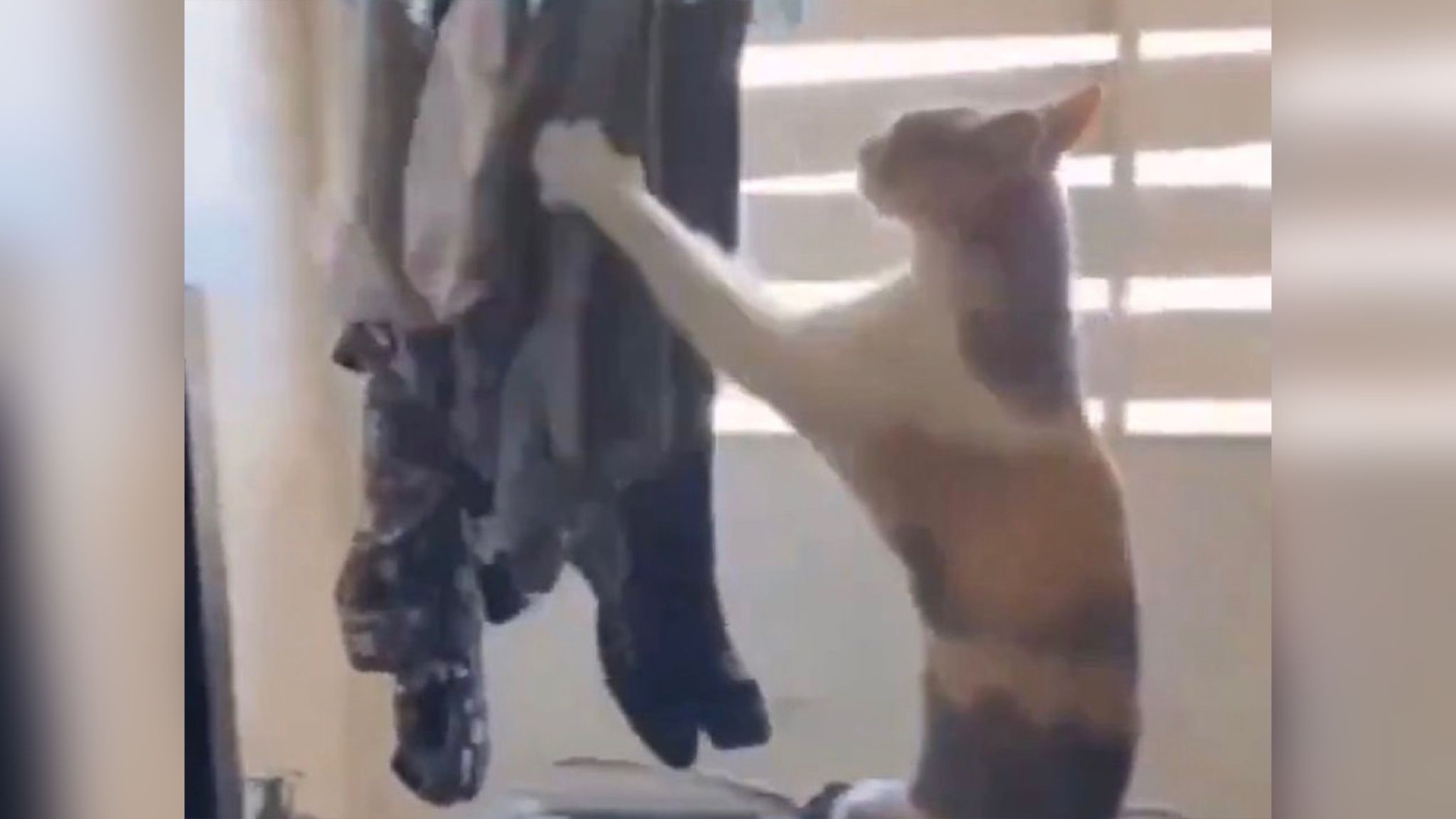 Кошка, которая помогла хозяйке снять белье, рассмешила сеть