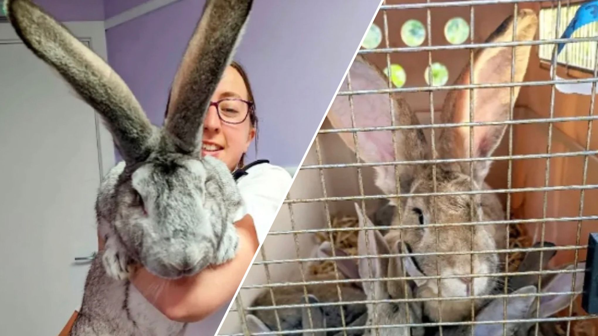 Врятований від бійні 30-кілограмовий кролик став зіркою соцмереж
