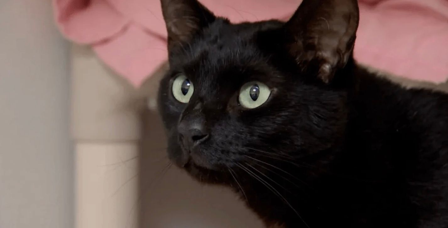 Кот, который исчез 5 лет назад, вернулся к хозяевам Кот, который исчез 5 лет назад, вернулся к хозяевам