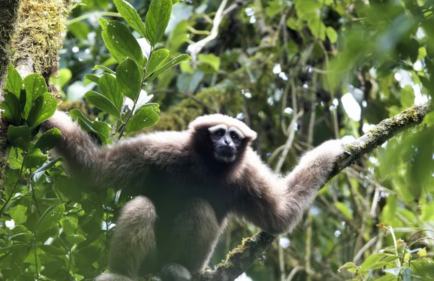 Найбільша популяція гібонів Скайуокера ховалася від учених роками Найбільша популяція гібонів Скайуокера ховалася від учених роками