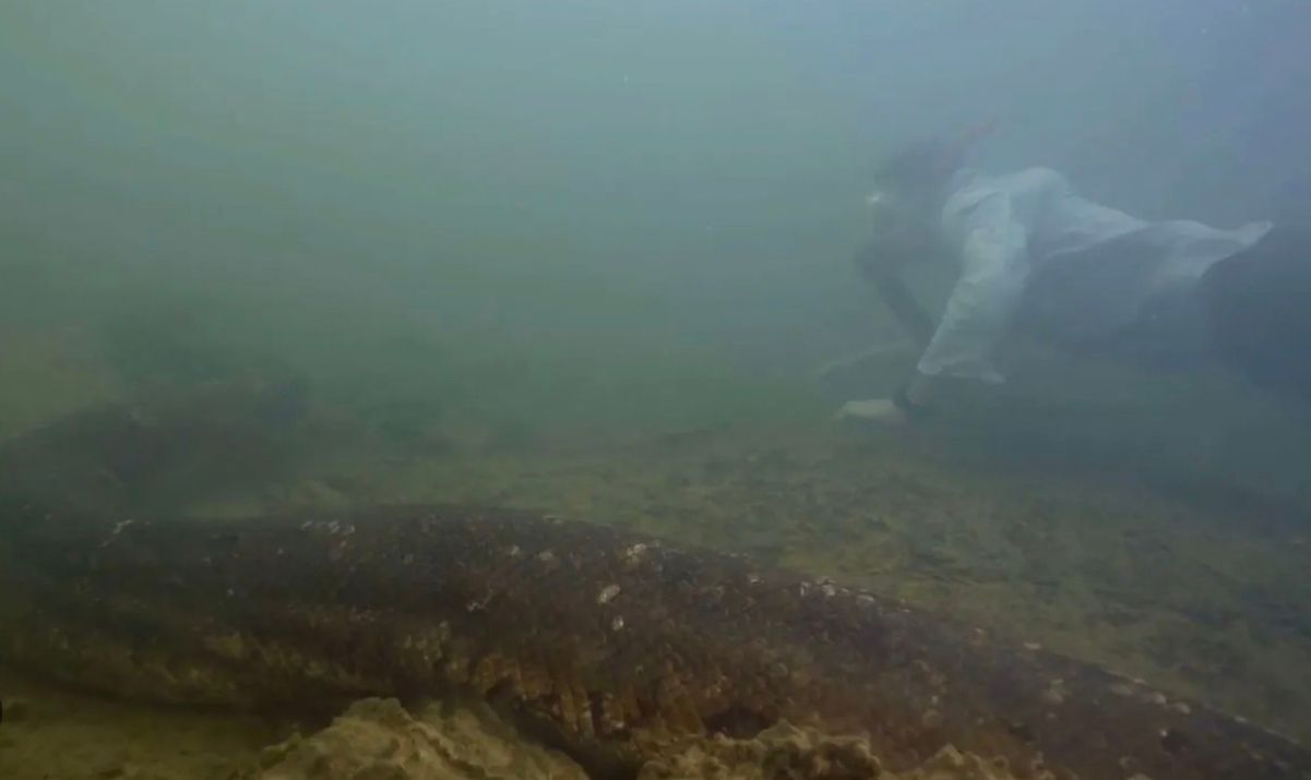 Ученые нашли самую большую змею в мире Ученые нашли самую большую змею в мире