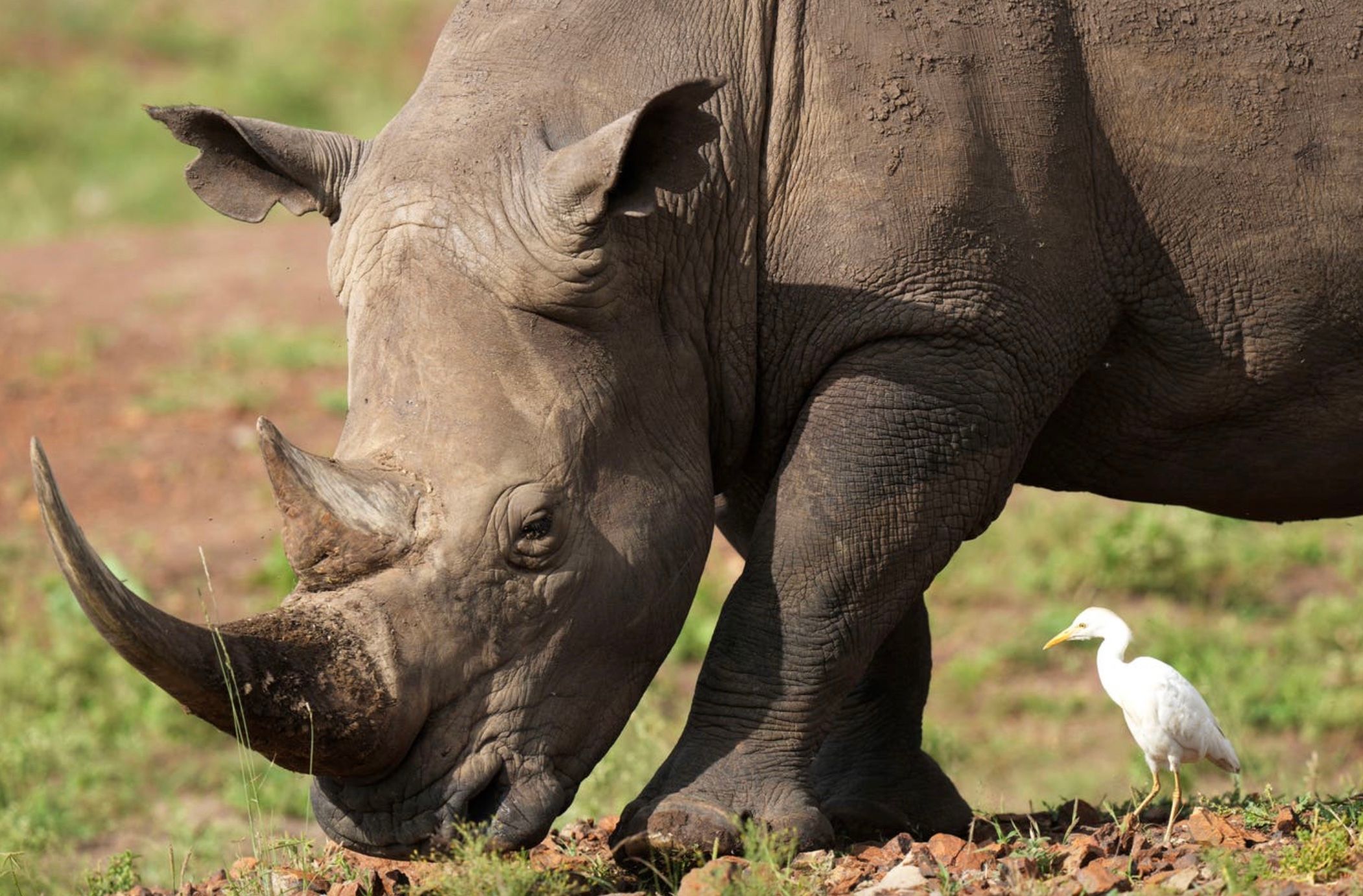 В Кенії провели наймасштабніше переселення носорогів в історії