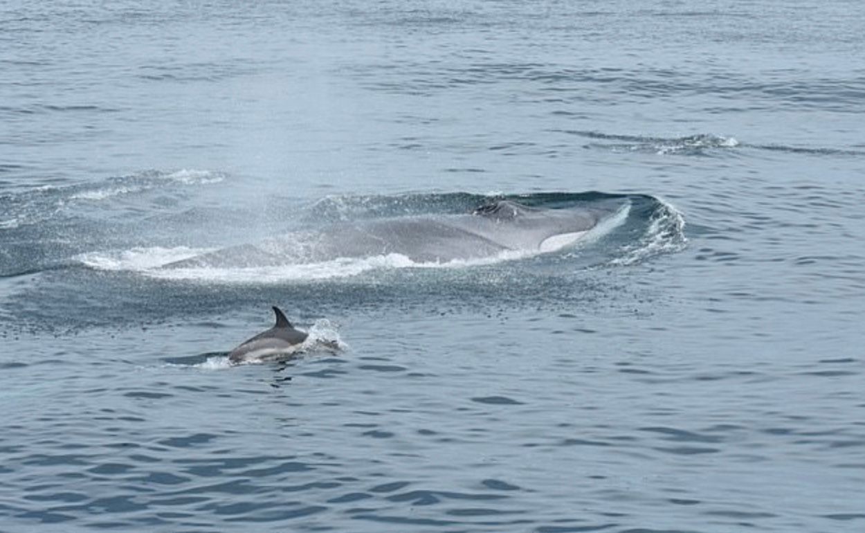 Найбільші кити у світі живуть у "секретному місці" понад 10 років Найбільші кити у світі живуть у "секретному місці" понад 10 років