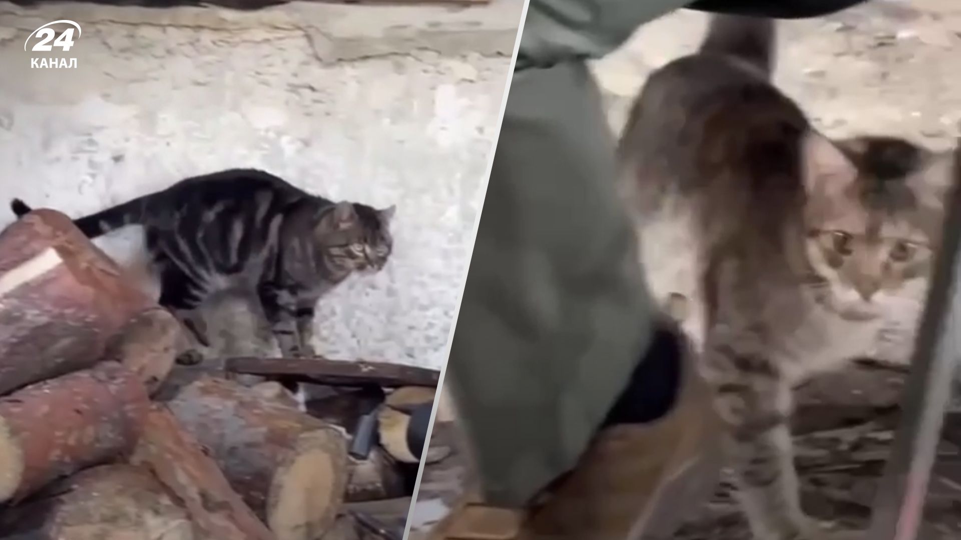 Во время интервью Зеленского на линии фронта заметили котиков на линии фронта