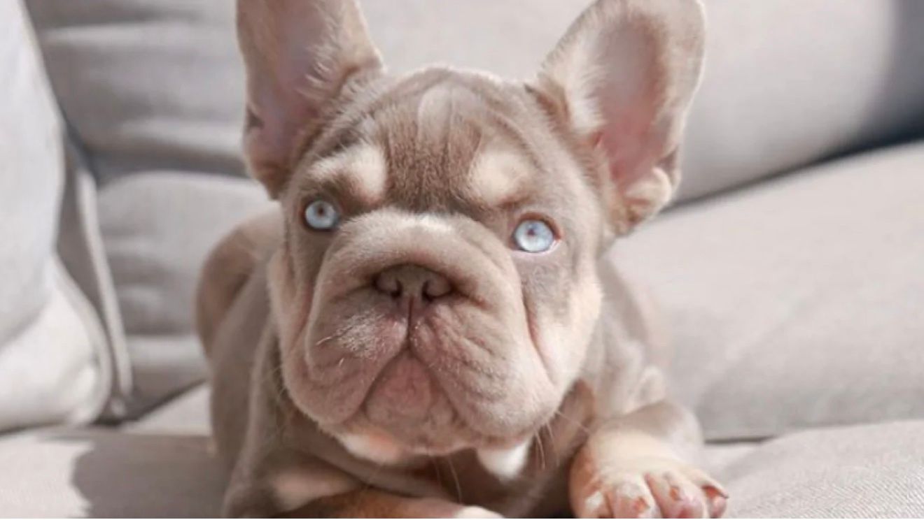 Роуп Дэдди стоит 120 тысяч долларов Роуп Дэдди стоит 120 тысяч долларов