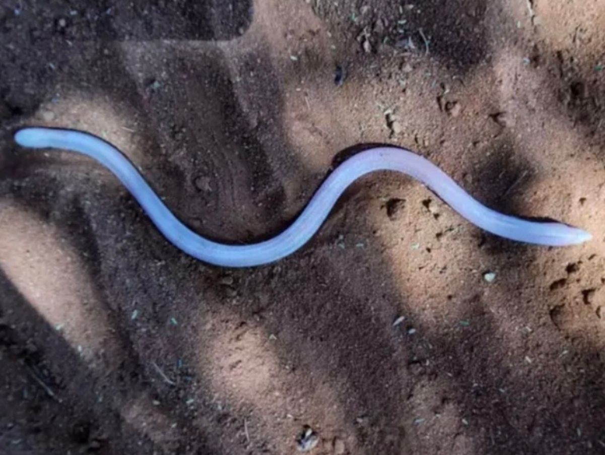 Самую "застенчивую" ящерицу-червяка в мире заметили впервые за 90 лет Самую "застенчивую" ящерицу-червяка в мире заметили впервые за 90 лет