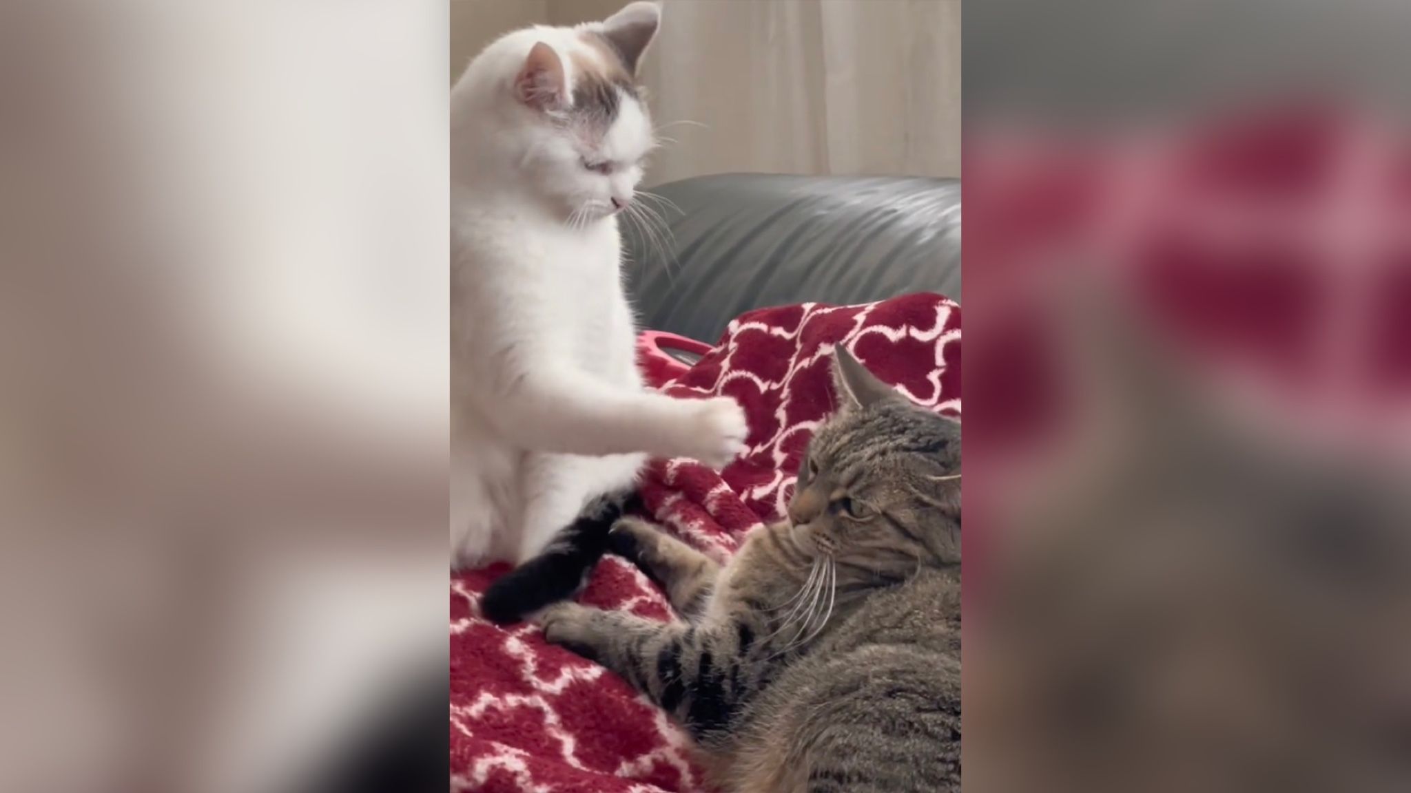 Кішка хотіла перевірити терпіння "чоловіка" і отримала прочухана Кішка хотіла перевірити терпіння "чоловіка" і отримала прочухана