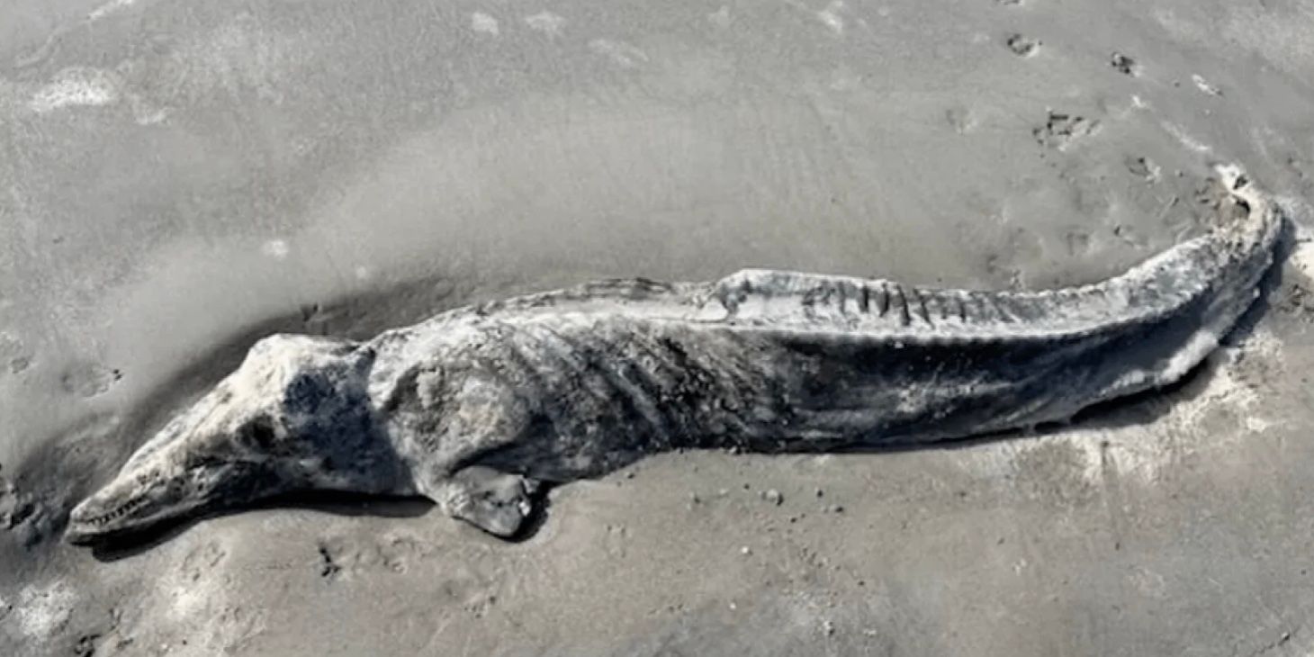 Океан вынес на побережье США "таинственное" мумифицированное существо