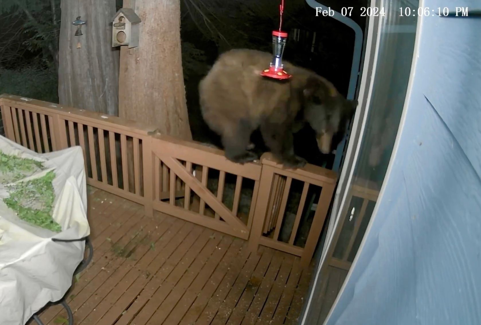 Ведмідь намагався проникнути в будинок через двері для собак