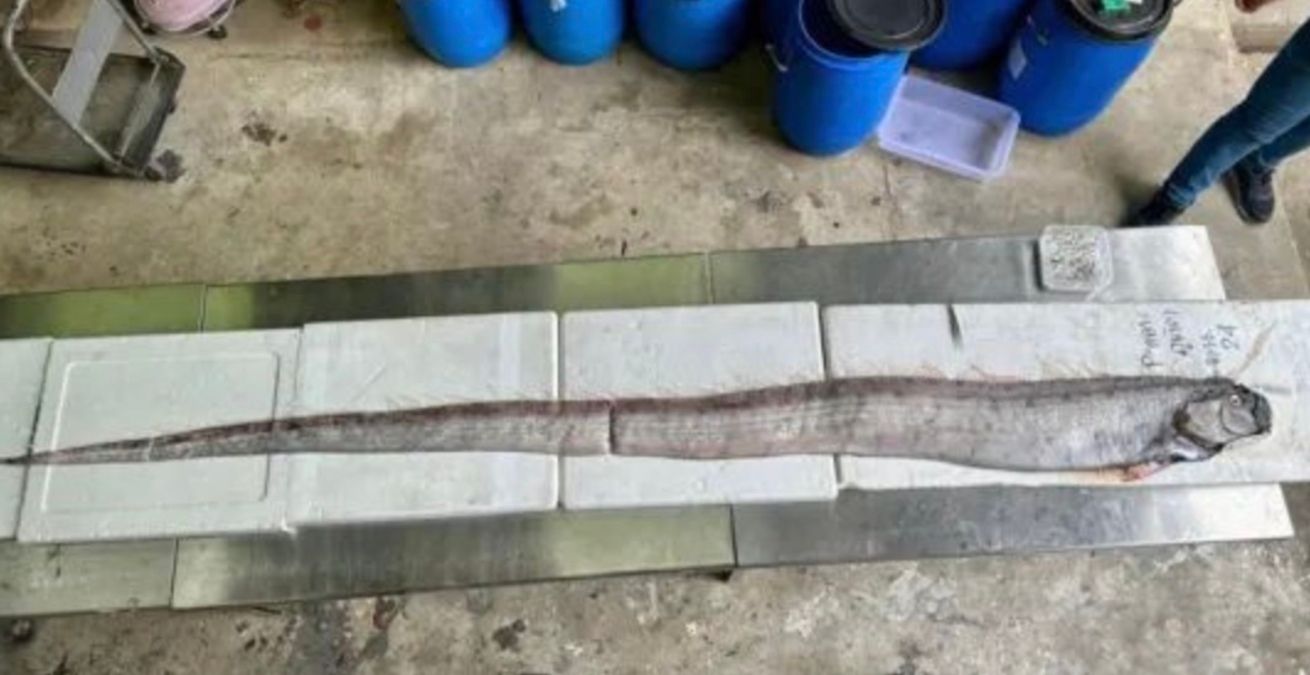 Рибалки спіймали триметрову морську істоту Рибалки спіймали триметрову морську істоту