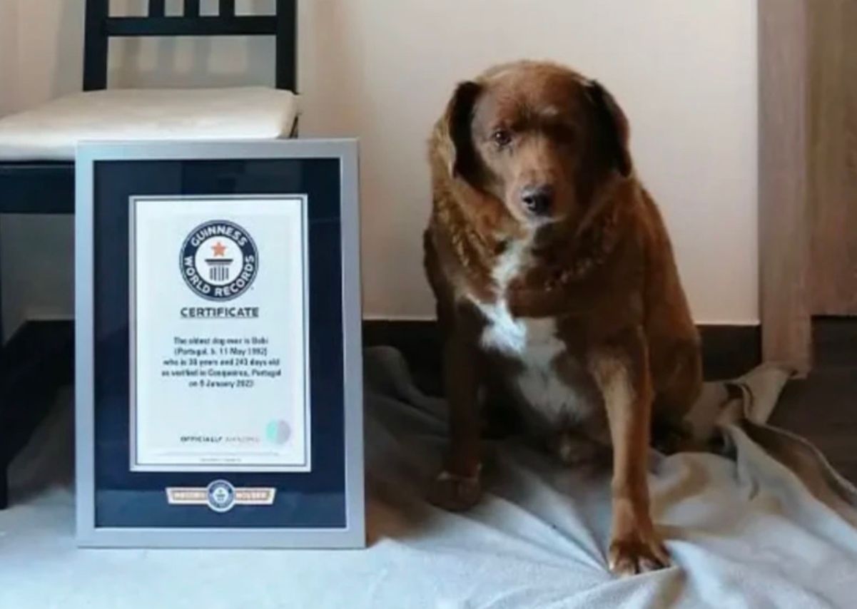 Книга рекордів Гіннеса позбавила Бобі титулу найстарішого собаки